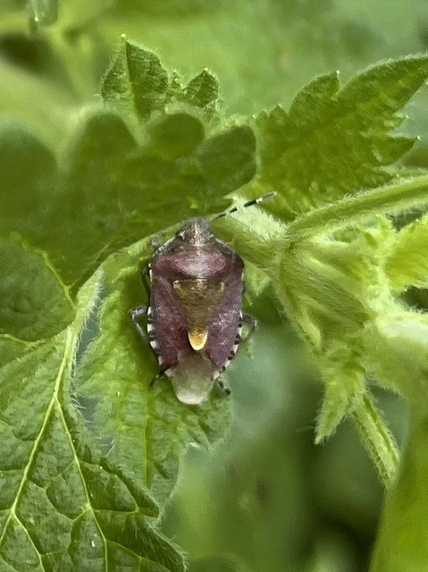 Dolycoris baccarum - közönséges bogyómászó-poloska Dolycoris baccarum - közönséges bogyómászó-poloska
