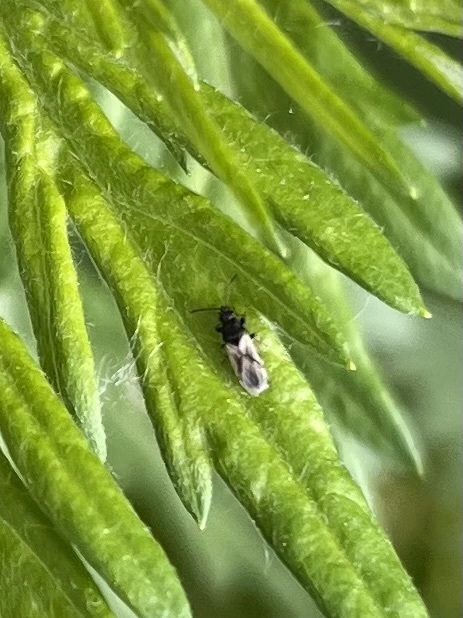 Oxycarenidae - orrosbodobácsok