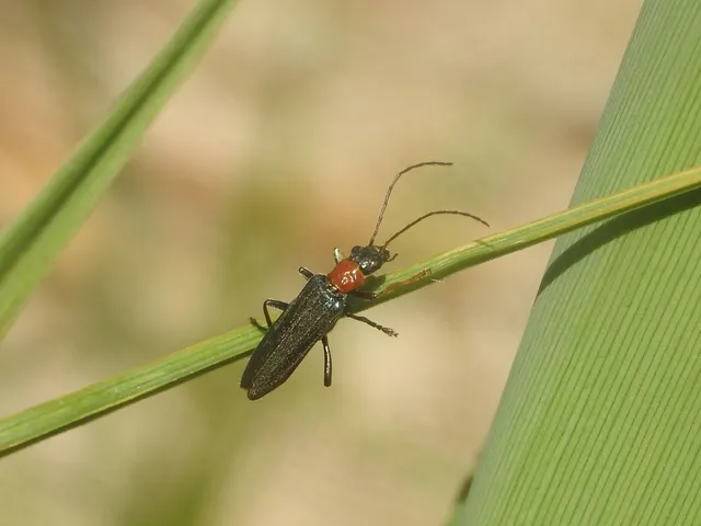 Oedemera croceicollis - pirostorú álcincér