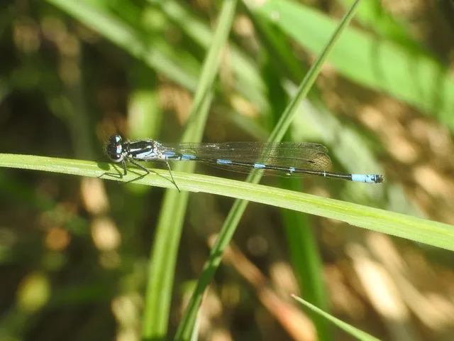Coenagrion pulchellum - karcsú légivadász