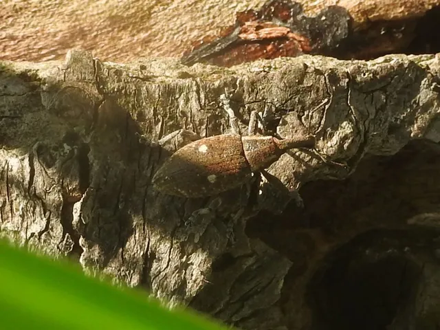 Lepyrus palustris - kétpettyes fűzormányos