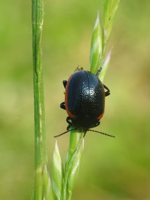 Chrysolina rossia - trapézhátú szegélyeslevelész