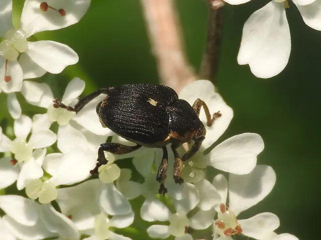 Mononychus punctumalbum - egykarmú nősziromormányos