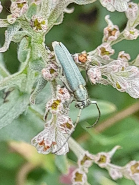 Phytoecia coerulescens - kígyósziszcincér