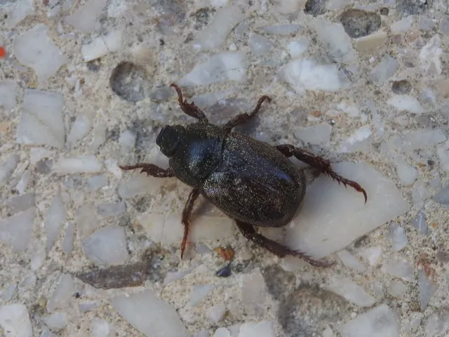 Hoplia praticola - réti virágcserebogár