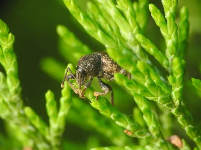 Otiorhynchus raucus - molyhos gyalogormányos