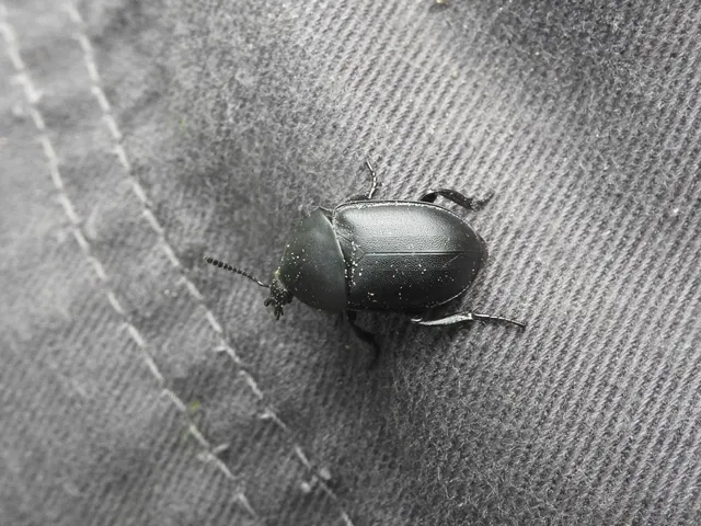 Ablattaria laevigata - sima csigarabló