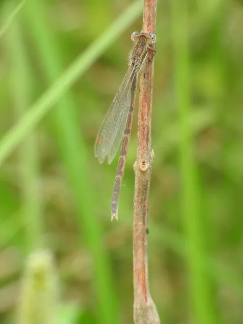 Sympecma fusca - téli rablószitakötő