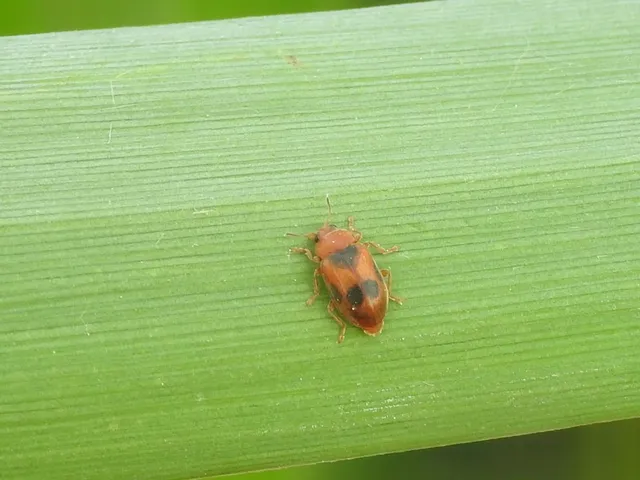 Coccidula scutellata - mocsári félböde