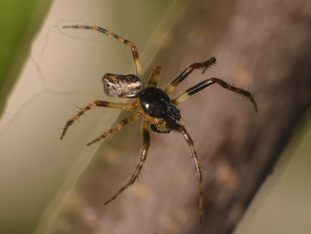 Cyclosa conica - csúcsos keresztespók