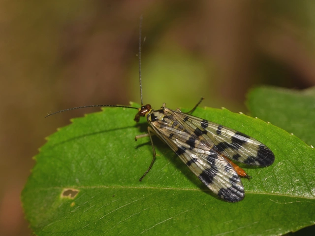 Panorpa communis/vulgaris
