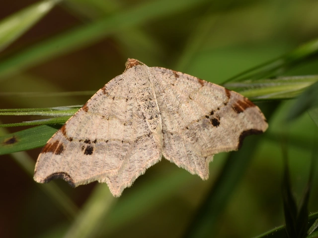 Macaria alternata - közönséges szürkearaszoló