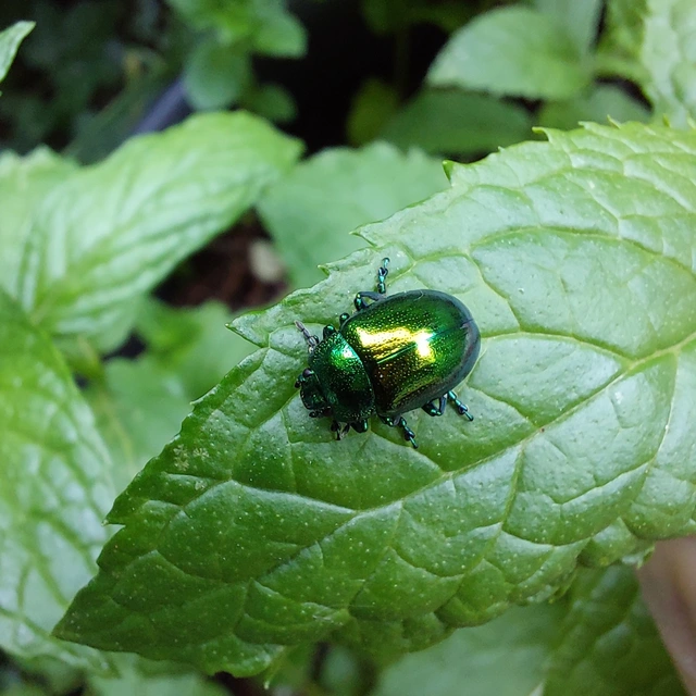 Chrysolina herbacea - zöld mentalevelész