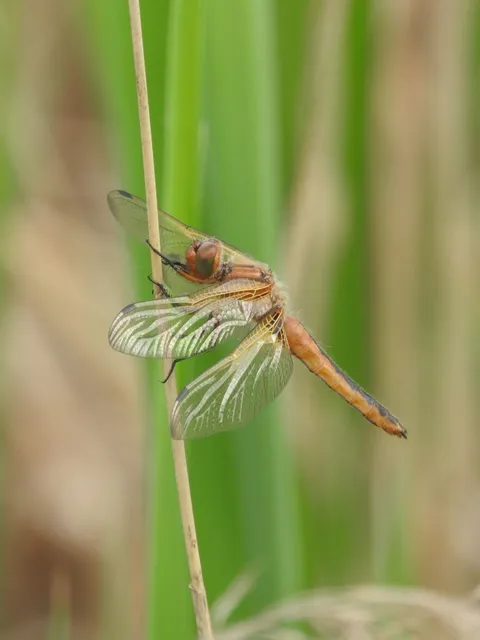 Libellula fulva - kisfoltos laposacsa