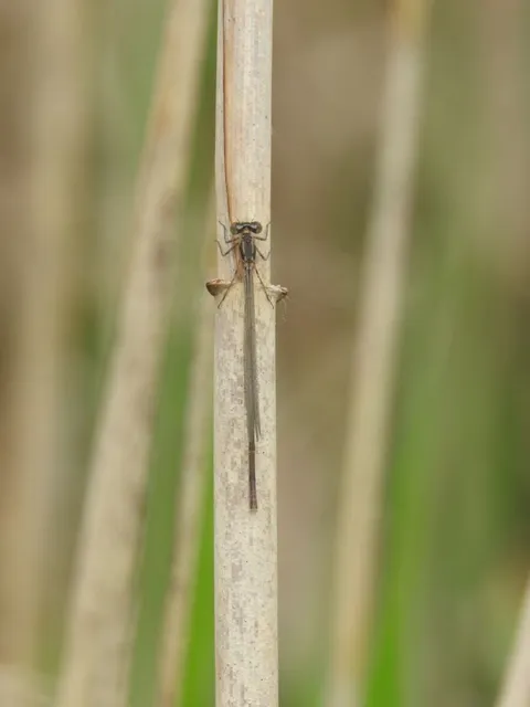 Coenagrion pulchellum - karcsú légivadász