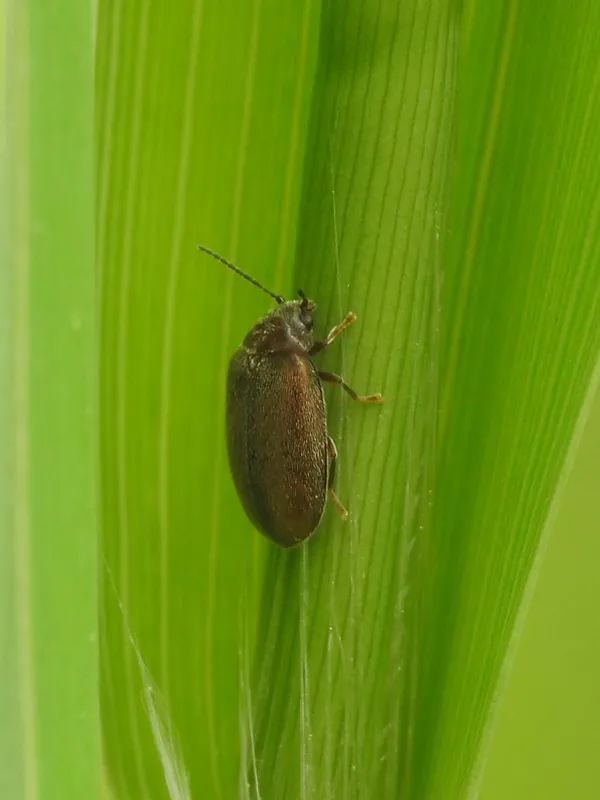 Cyphon variabilis - változékony rétbogár