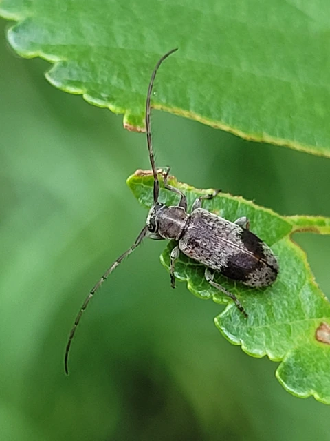 Exocentrus punctipennis - szilfa-rőzsecincér