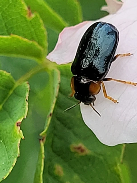 Smaragdina aurita - feketehátú zsáklevelész