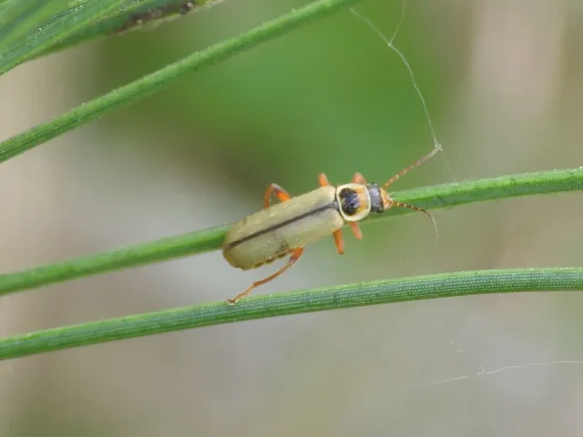 Metacantharis clypeata - tavaszi lágybogár