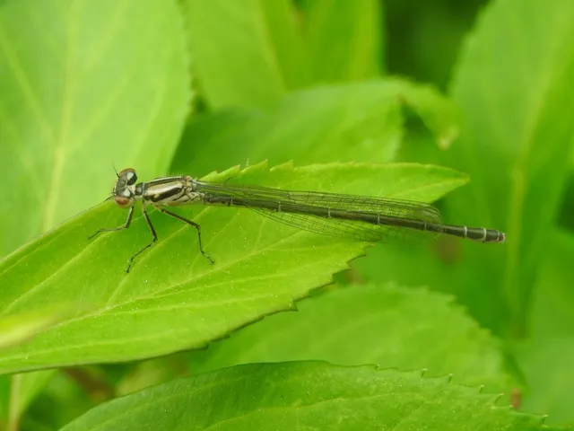 Coenagrion puella - azúrkék légivadász