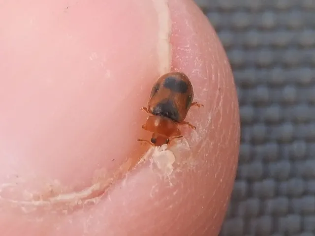 Coccidula scutellata - mocsári félböde