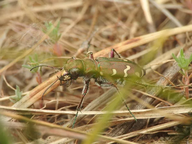Cicindela soluta pannonica - pannon homokfutrinka