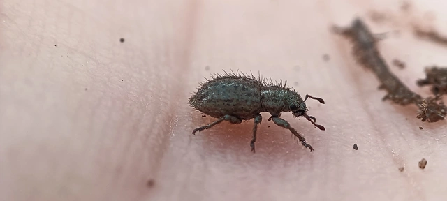 Cycloderes pilosulus - pikkelyeslábú ormányos
