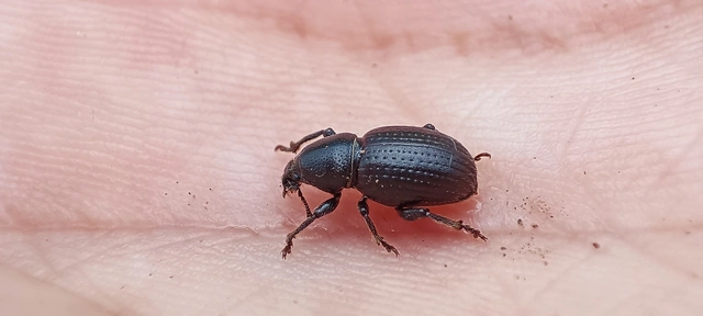 Psallidium maxillosum - fekete barkó