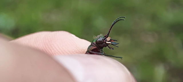 Cicindela campestris - mezei homokfutrinka
