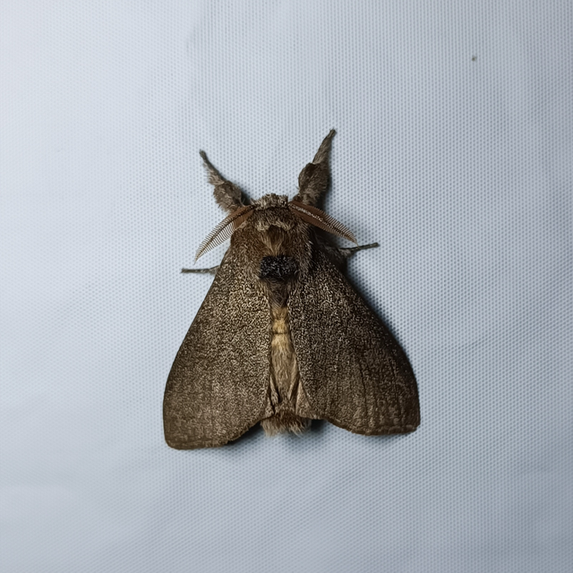 Calliteara pudibunda - hamvasszövő