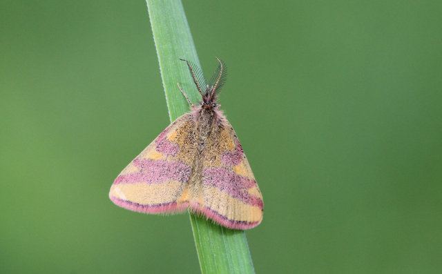 Lythria cruentaria - bíborcsíkos araszoló