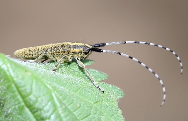 Agapanthia villosoviridescens - fehérgyűrűs bogáncscincér