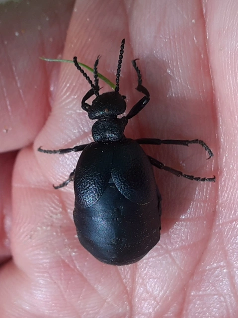 Meloe scabriusculus - érdes nünüke