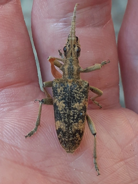 Rhagium sycophanta - tölgyes-tövisescincér