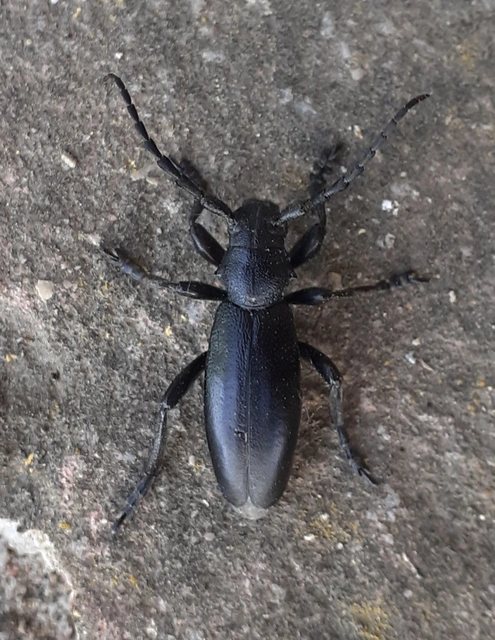 Dorcadion aethiops - fekete gyalogcincér