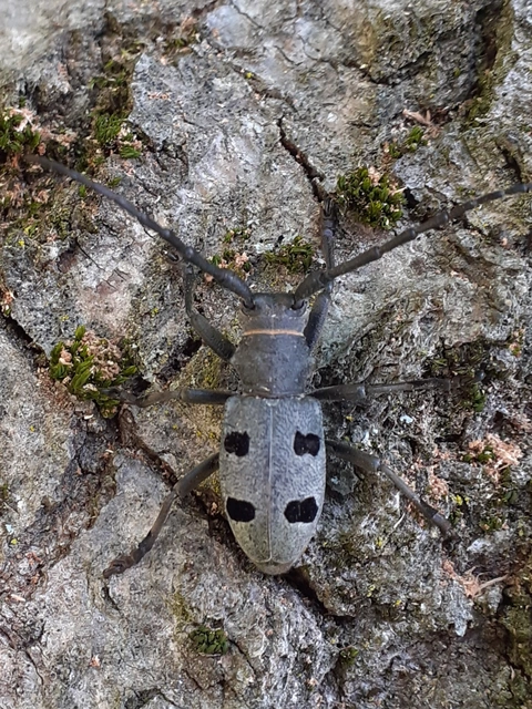 Morimus asper funereus - gyászcincér