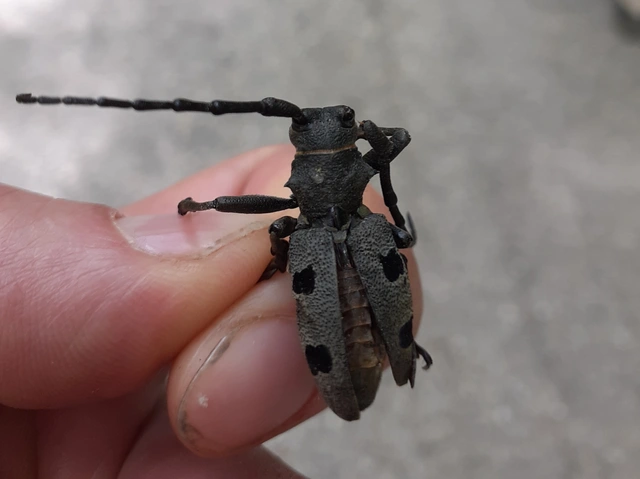 Morimus asper funereus - gyászcincér