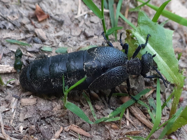 Meloe cicatricosus - óriásnünüke