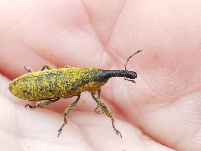 Lixus pulverulentus - mályvafúró dudvabarkó