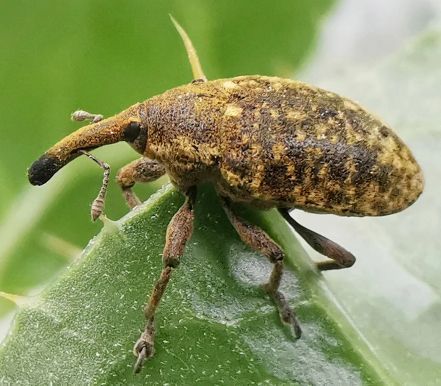 Larinus sturnus - aszat-púderbarkó