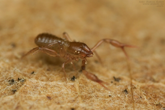 Chthoniidae