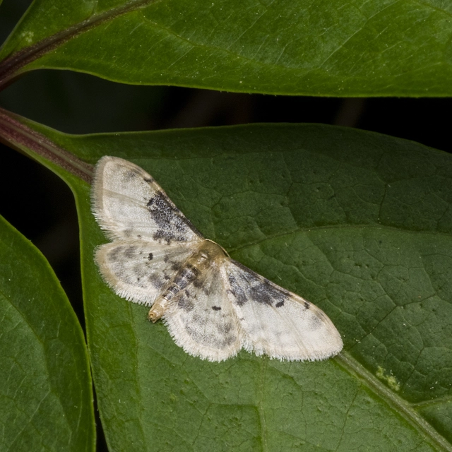 Idaea filicata - sötéttövű apróaraszoló