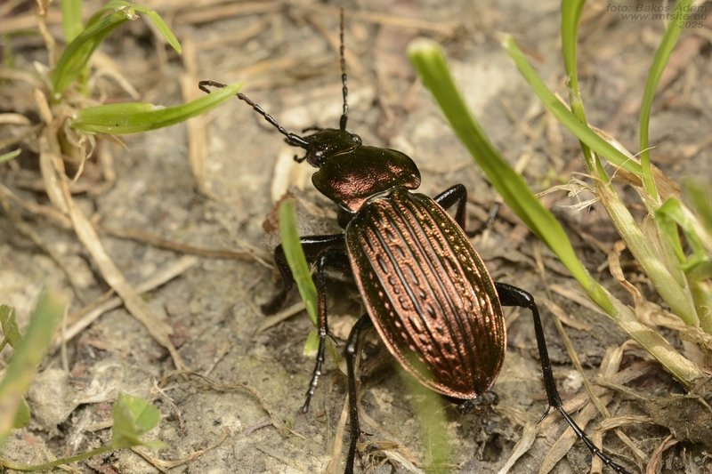 Carabus ulrichii intercessor - nagy rezes futrinka