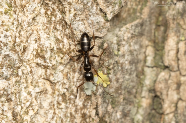 Camponotus fallax - ligeti lóhangya