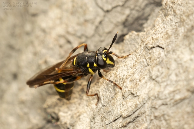 Sphiximorpha subsessilis - galagonya orsócsápúlégy