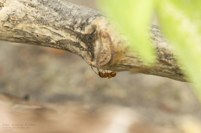 Tetramorium