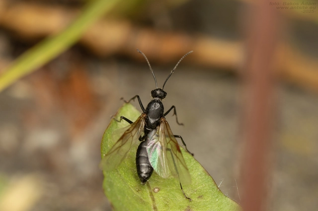Camponotus vagus - fekete lóhangya
