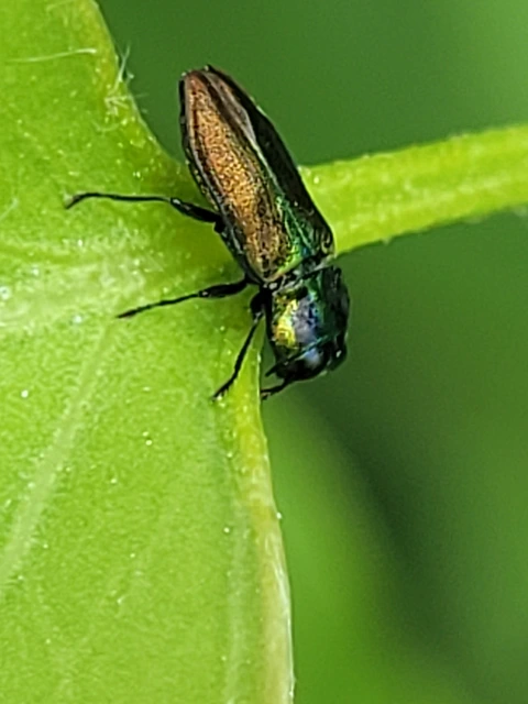 Anthaxia podolica - podóliai virágdíszbogár