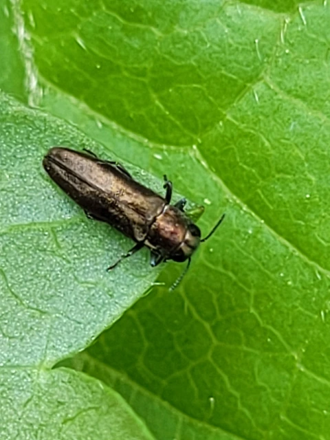 Agrilus
