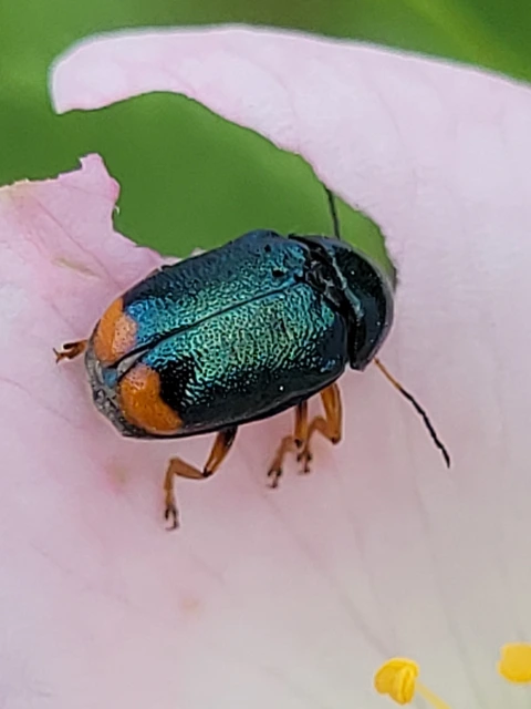 Cryptocephalus schaefferi - lapátlábú zömökbogár Cryptocephalus schaefferi - lapátlábú zömökbogár